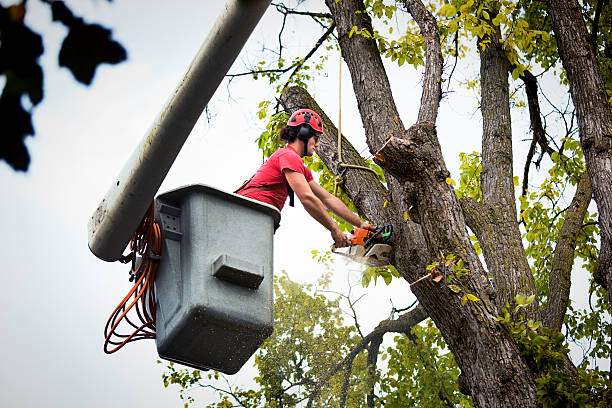 Best Emergency Tree Removal  in Belgrade, MT